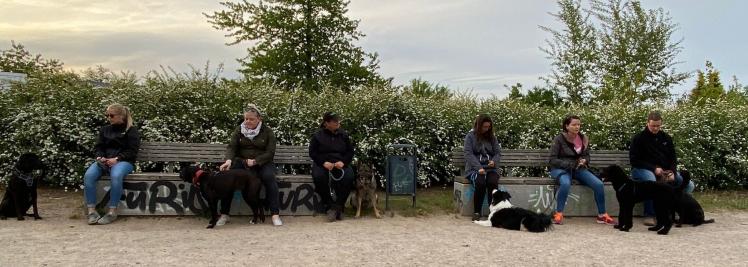 Ruheübung trotz der Nähe der anderen Hunde