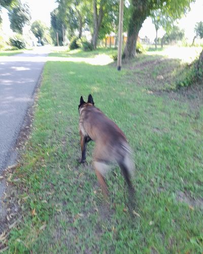 Hund läuft weg – Rückruftraining in Friedland für zuverlässiges Kommen lernen