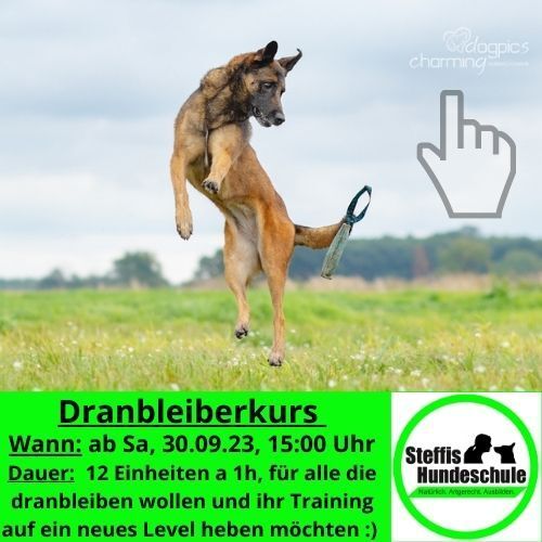 Hundeerziehung, Hundeausbildung