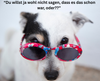 Dranbleiben ist die Devise Hund mit Sonnenbrille schaut in die Kamera