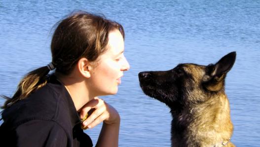 Hundetraining Neubrandenburg Friedland Mecklenburgische Seenplatte