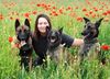 Steffis Hundeschule in Friedland