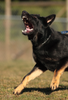 bellender aggressiver Hund