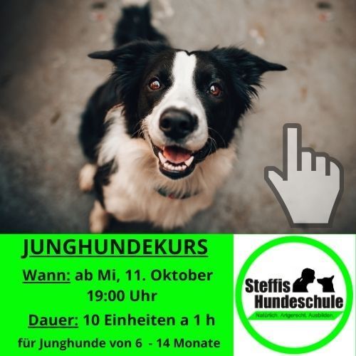 Hundeerziehung, Hundeausbildung, Hundeschule