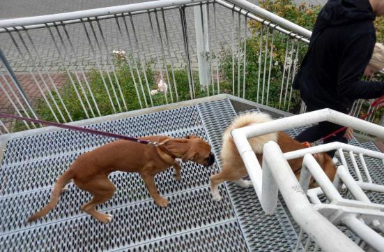 auch die bösen Gittertreppen werden besiegt