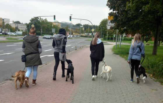 gemeinsame Leinenführigkeit