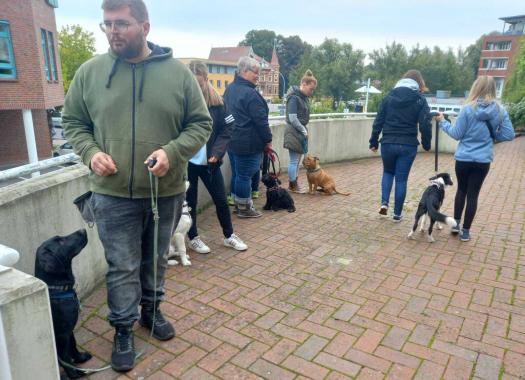 vorbeigehen an Hunden und gleichzeitig Sitz-Bleib Training