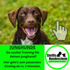 opf eines jungen Hundes auf grüner Wiese – Start ins Training bei Steffis Hundeschule