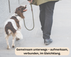 So sieht das Ziel der Leinenführigkeit aus Hund läuft auf dem Fußweg an lockerer Leine neben seinem Hundehalter und beobachtet ihn