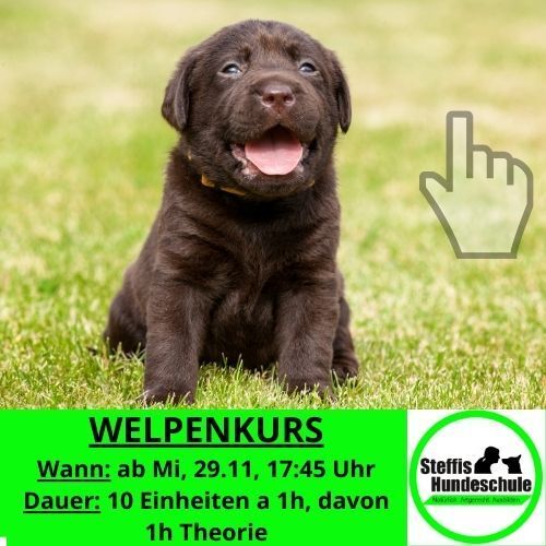 Hundeschule, Welpenerziehung, Welpentraining