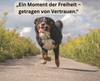 Hund rennt in der Mitte eines Feldes auf den Betrachter zu