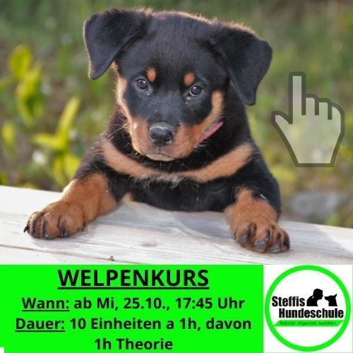 Hundeschule, Welpenerziehung, Welpentraining