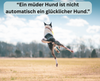 Hund springt in die Luft, ist von hinten zu sehen, in der Natur
