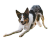 Hund springt in die Luft, ist von hinten zu sehen, in der Natur